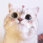Karina Cervantes avatar